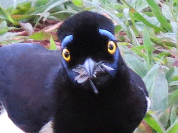 ルリサンジャク, Cyanocorax chrysops