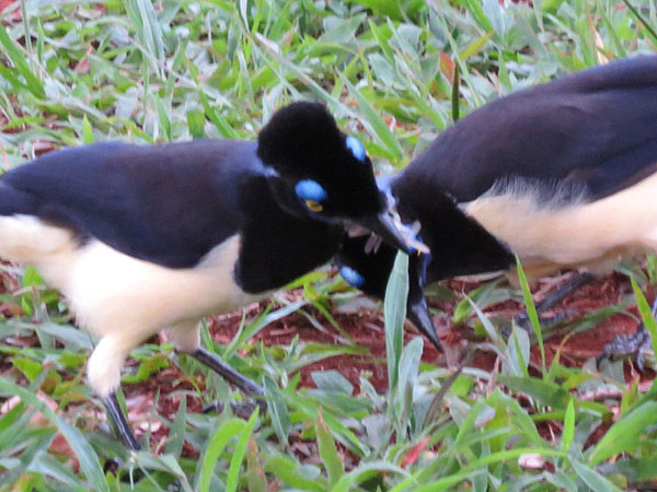 ルリサンジャク, Cyanocorax chrysops