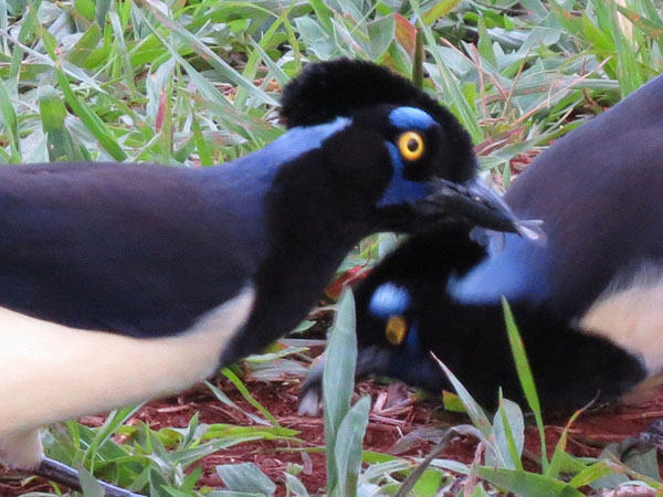 ルリサンジャク, Cyanocorax chrysops