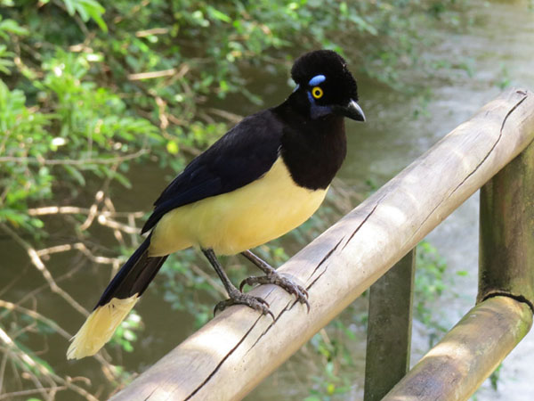 ルリサンジャク, Cyanocorax chrysops