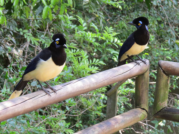 ルリサンジャク, Cyanocorax chrysops