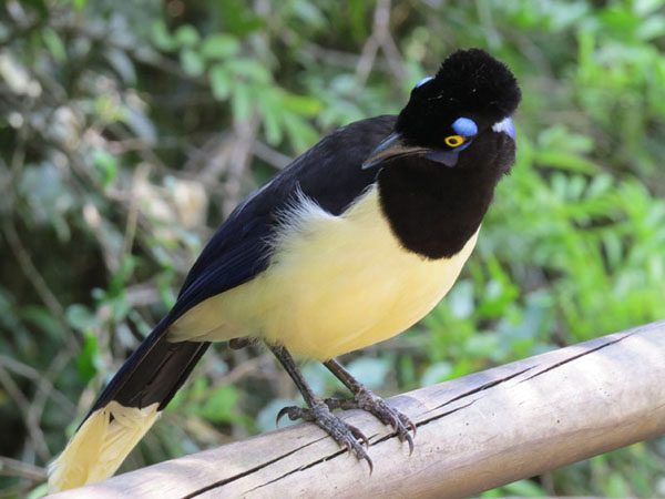 ルリサンジャク, Cyanocorax chrysops