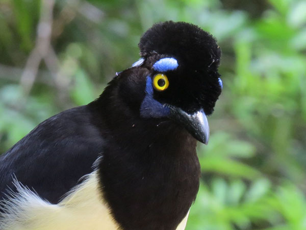 ルリサンジャク, Cyanocorax chrysops