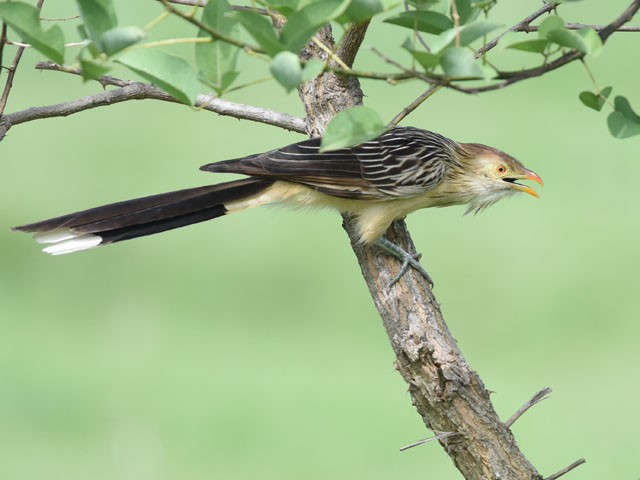 �A�}�]���J�b�R�E (Guira guira)