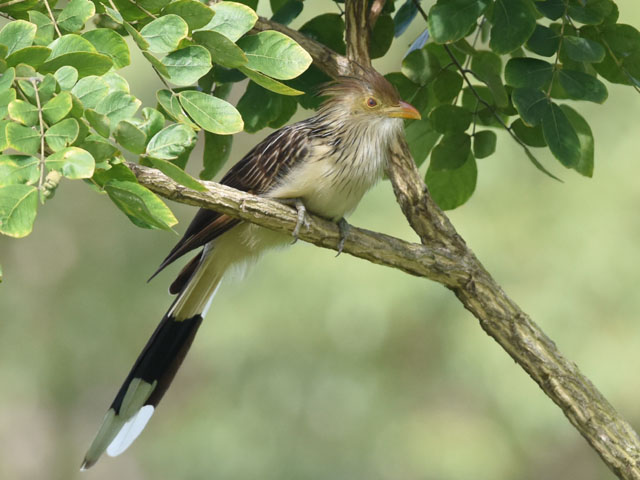 アマゾンカッコウ (Guira guira)