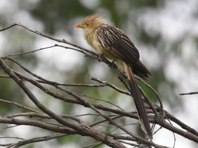 アマゾンカッコウ (Guira guira)