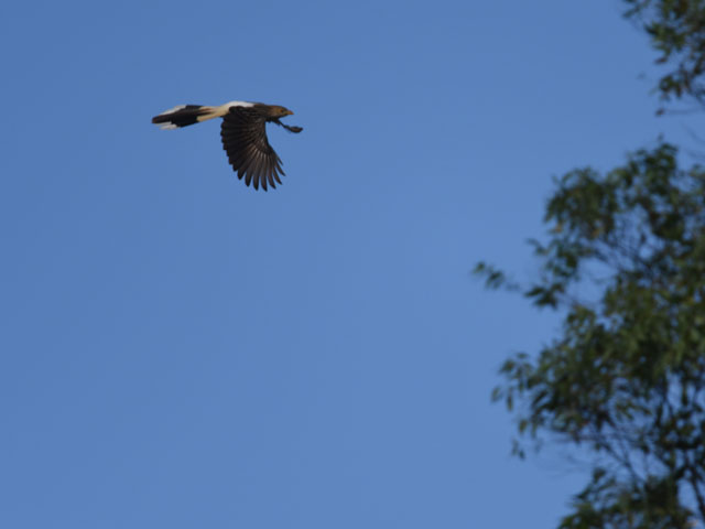 アマゾンカッコウ (Guira guira)