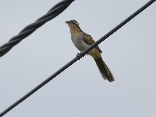 �Z�X�W�J�b�R�E (Tapera naevia)