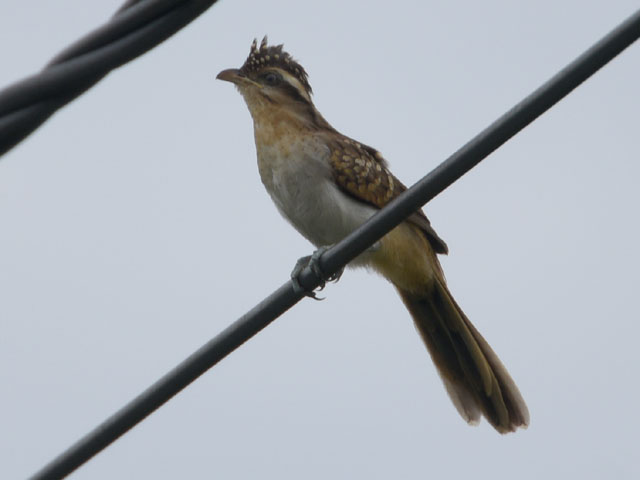 セスジカッコウ (Tapera naevia)