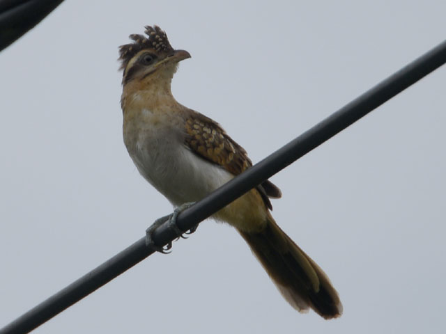 セスジカッコウ (Tapera naevia)