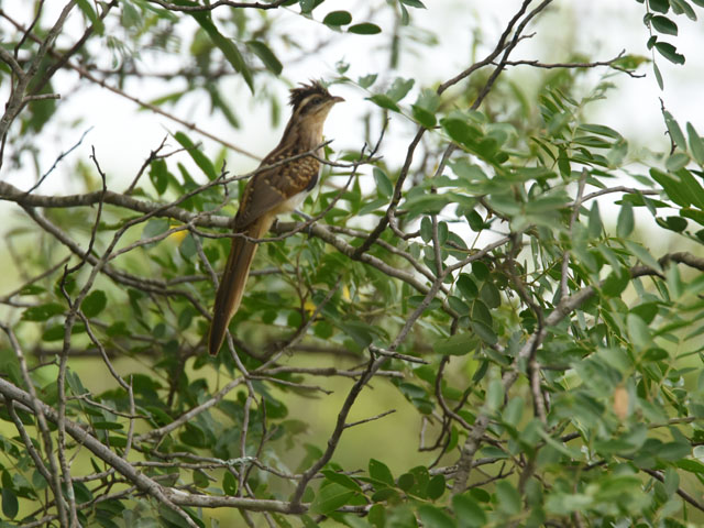 セスジカッコウ (Tapera naevia)
