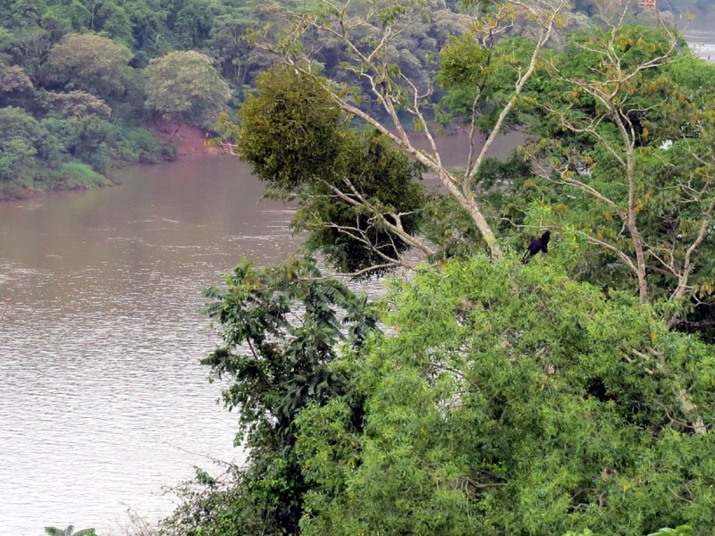 �I�I�n�V�J�b�R�E, Crotophaga ani