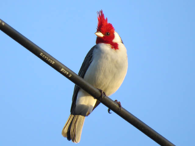 Cardenal