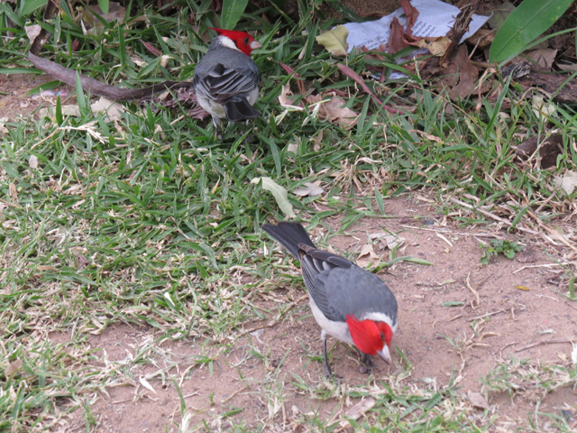 コウカンチョウ