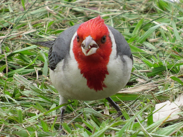 コウカンチョウ