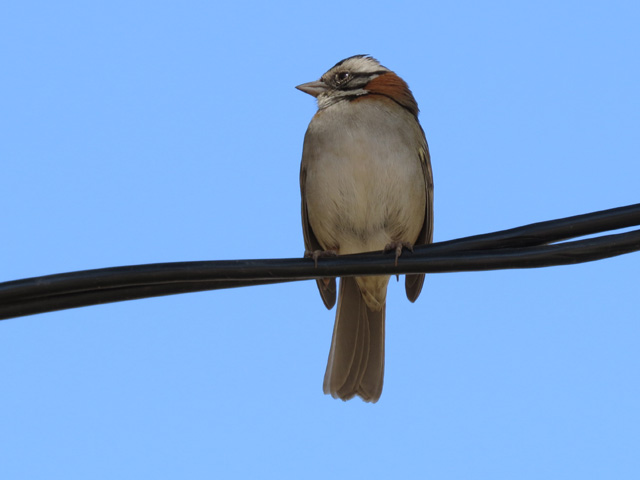 アカエリシトド