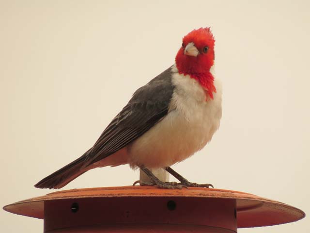 コウカンチョウ