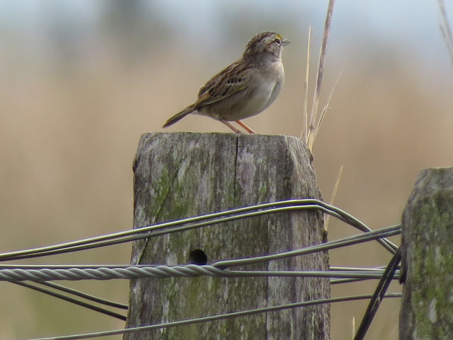 �L�K�^�q���h��, Ammodramus humeralis