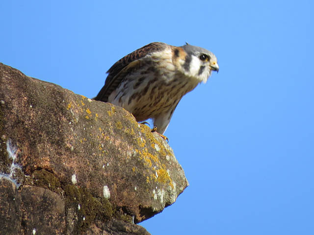アメリカチョウゲンボウ, Falco sparverius