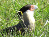 カンムリカラカラ, Caracara plancus