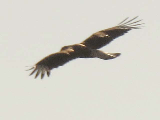 Caracara