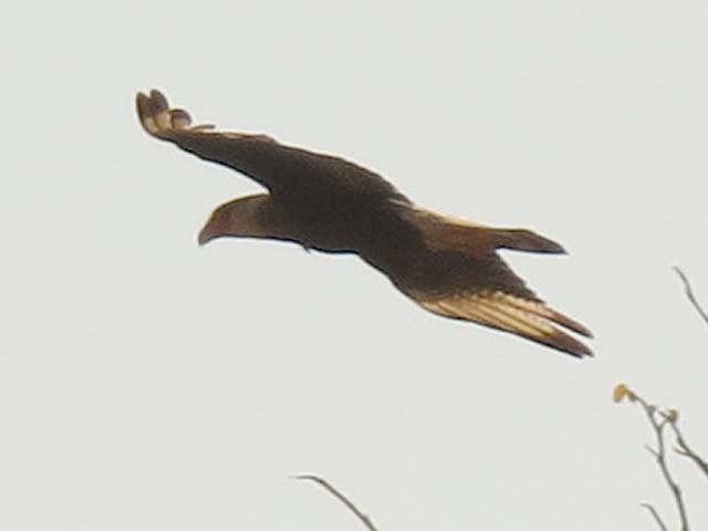 Caracara