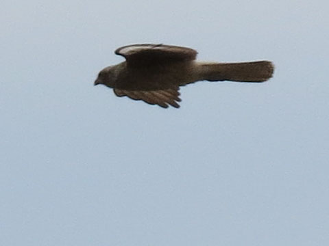 �`�}���S�J���J��, Milvago chimango