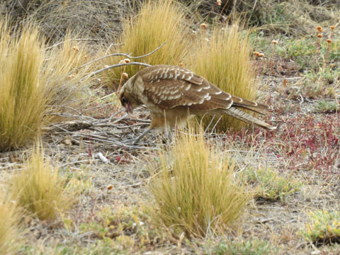 �`�}���S�J���J��, Milvago chimango