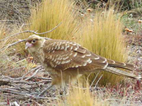 �`�}���S�J���J��, Milvago chimango