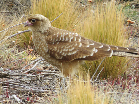 �`�}���S�J���J��, Milvago chimango