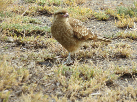 �`�}���S�J���J��, Milvago chimango