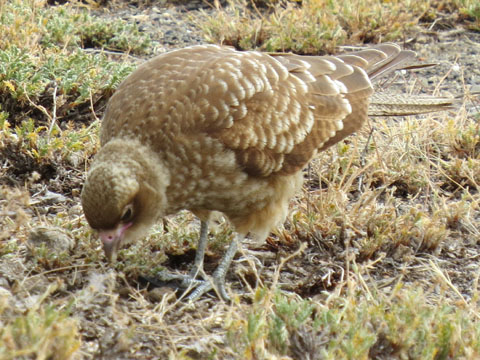 �`�}���S�J���J��, Milvago chimango