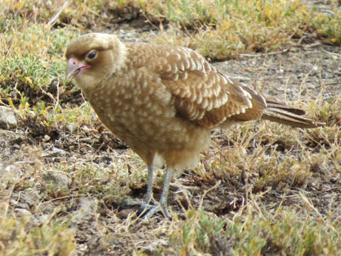 �`�}���S�J���J��, Milvago chimango