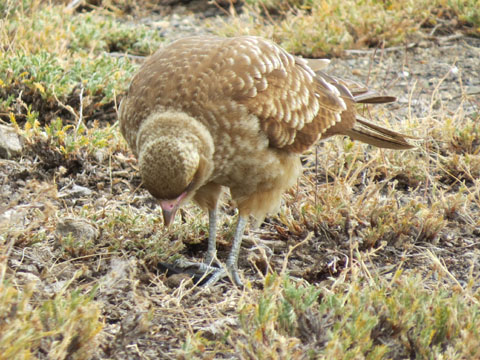 �`�}���S�J���J��, Milvago chimango