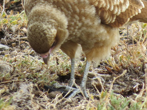 �`�}���S�J���J��, Milvago chimango