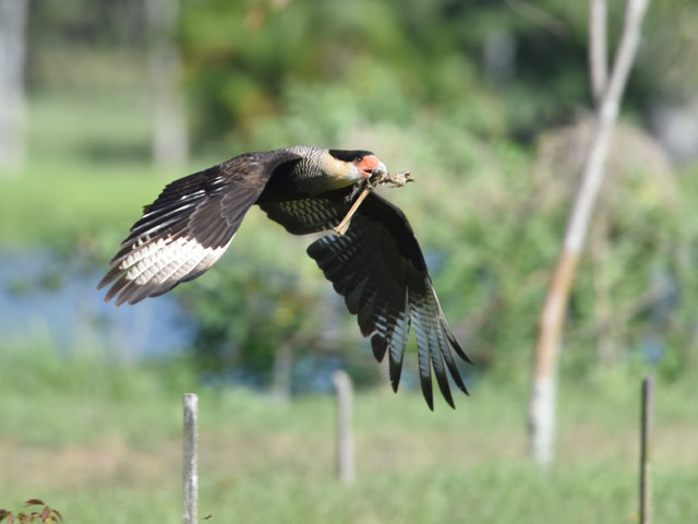 カンムリカラカラ (Caracara plancus)