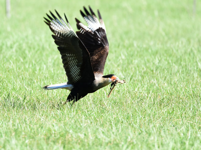 カンムリカラカラ (Caracara plancus)