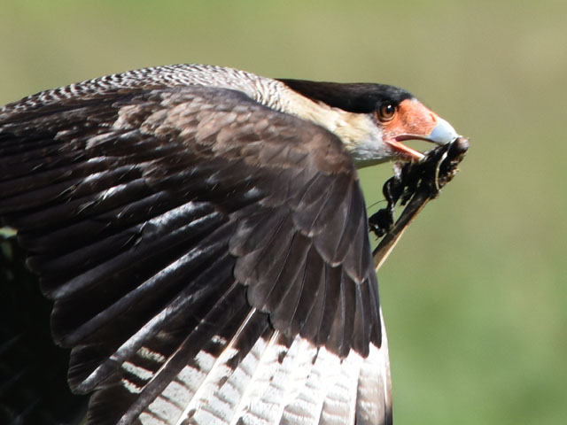 カンムリカラカラ (Caracara plancus)