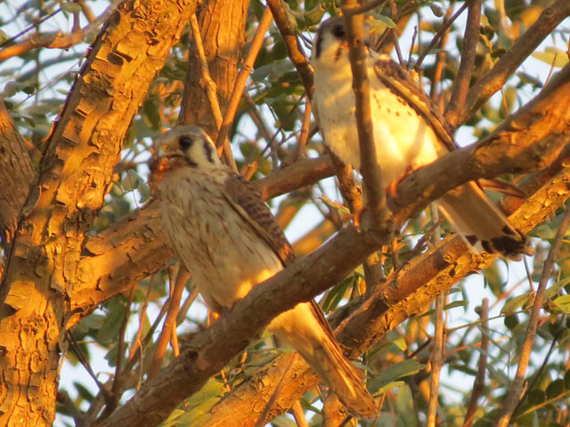 �A�����J�`���E�Q���{�E, Falco sparverius