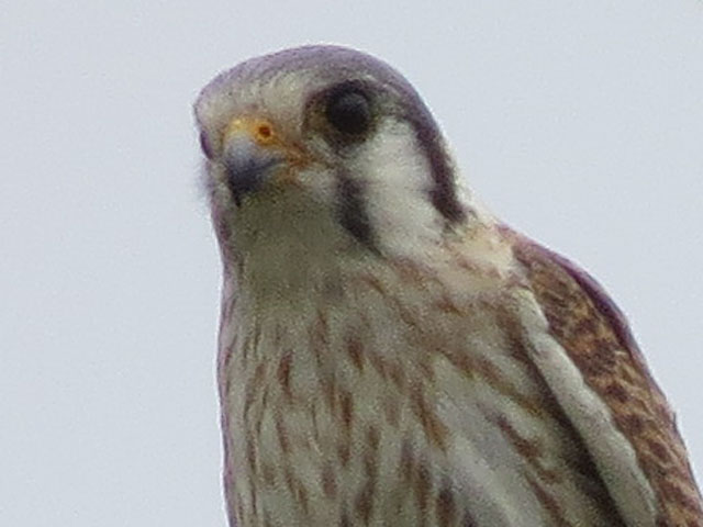 アメリカチョウゲンボウ, Falco sparverius