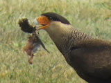 カンムリカラカラ, Caracara plancus