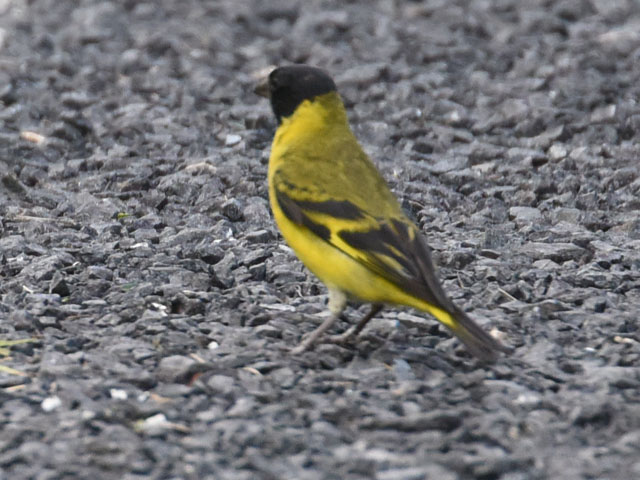 �Y�O���q�� (Spinus magellanica)