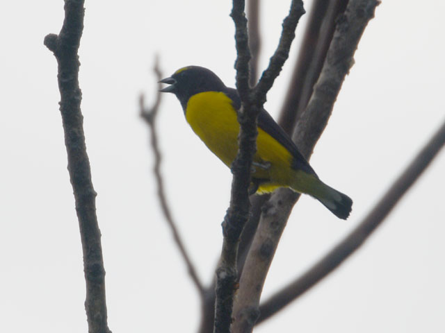 �I�W���X�~���t�E�L���`���E (Euphonia chlorotica)
