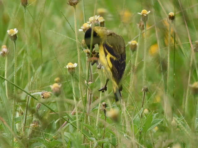 �Y�O���q�� (Spinus magellanica)