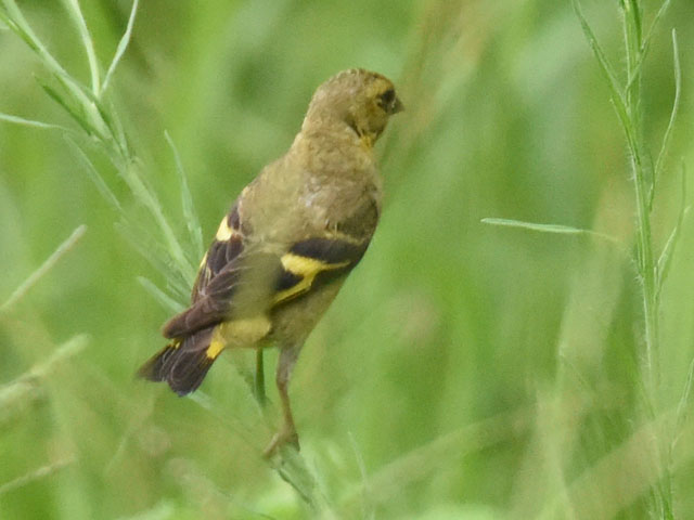 �Y�O���q�� (Spinus magellanica)