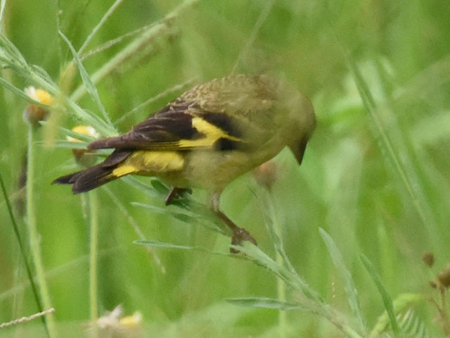 �Y�O���q�� (Spinus magellanica)