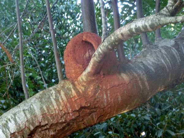 �J�}�h�h���̑�