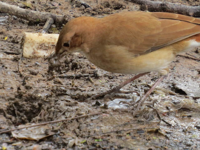 �Z�A�J�J�}�h�h��, Furnarius rufus