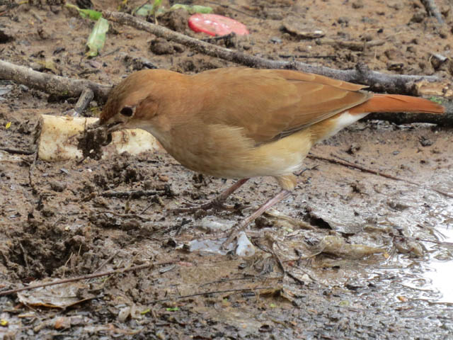 �Z�A�J�J�}�h�h��, Furnarius rufus