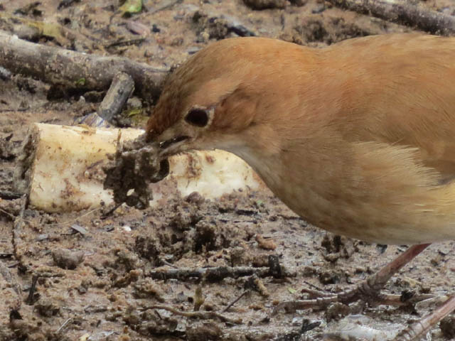 �Z�A�J�J�}�h�h��, Furnarius rufus